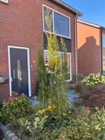 Cipres den conifeer 3 stuks Hoogte 2-2.5mtr, Ophalen, Bloeit niet, Halfschaduw, Overige soorten