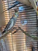 Koppeltje valkparkieten, Dieren en Toebehoren, Vogels | Parkieten en Papegaaien, Meerdere dieren, Parkiet