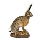 Nu te koop: Opgezette haas, Verzamelen, Ophalen of Verzenden, Nieuw, Wild dier, Opgezet dier