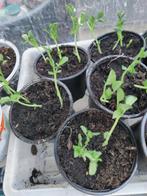 Erwten , moestuin planten, Ophalen, Eenjarig, Groenteplanten, Volle zon