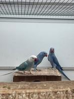 Jonge halsband parkieten / halsbandparkieten baby, Dieren en Toebehoren, Vogels | Parkieten en Papegaaien, Meerdere dieren, Parkiet