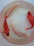 4 grote goudvissen., Dieren en Toebehoren, Vissen | Vijvervissen, Goudvis(sen)