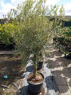 Diverse solitaire tuinplanten, Overige soorten, 100 tot 250 cm, Zomer, Ophalen
