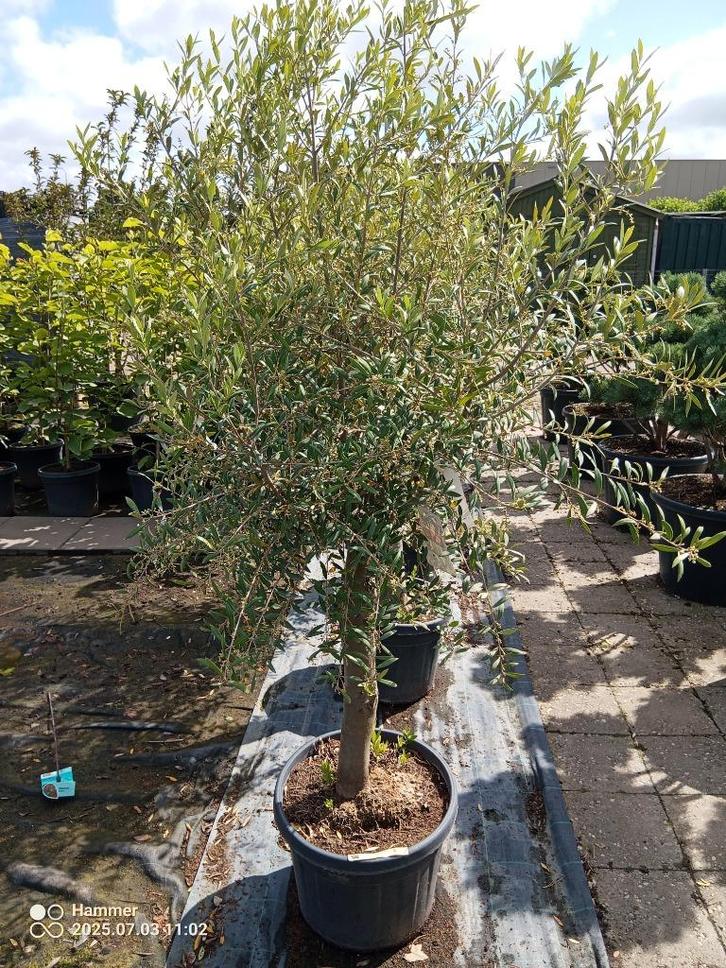 Diverse solitaire tuinplanten, Tuin en Terras, Planten | Bomen, Overige soorten, 100 tot 250 cm, Volle zon, Zomer, In pot, Ophalen