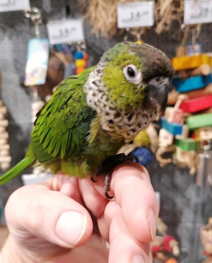 Pyrrhuras super lief en super tam., Dieren en Toebehoren, Vogels | Parkieten en Papegaaien, Parkiet, Meerdere dieren, Tam