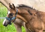 ## SUPER MOOIE NRPS VALK JAARLING HENGST ##, Dieren en Toebehoren, Niet van toepassing, 0 tot 2 jaar, Hengst, Recreatiepony