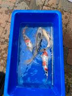 Mooie koi's tussen de 25 en 65  cm, Karper of Koi