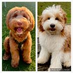 Australian labradoodle puppies cobberdog puppy labradoodle, Dieren en Toebehoren, CDV (hondenziekte), 8 tot 15 weken, Meerdere