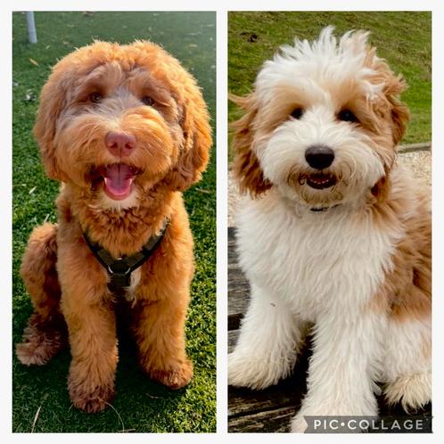 Australian labradoodle puppies cobberdog puppy labradoodle, Dieren en Toebehoren, Honden | Niet-rashonden, Klein, Meerdere dieren