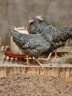 Amrock hennen, Dieren en Toebehoren, Pluimvee, Vrouwelijk, Kip