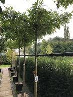 Dakvorm amberboom grote maken, mooie herfstkleur, Ophalen, Bloeit niet, Halfschaduw, 100 tot 250 cm