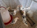 Bonte Leghorn leghennen te koop, Dieren en Toebehoren, Pluimvee, Vrouwelijk, Kip