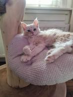 Prachtig Maine Coon kitten kater stamboom mag verhuizen, Kater, Gechipt, 0 tot 2 jaar