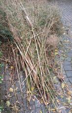 Gratis!! Bamboe stengels, Tuin en Terras, Ophalen, Gebruikt, 180 tot 250 cm, Palen