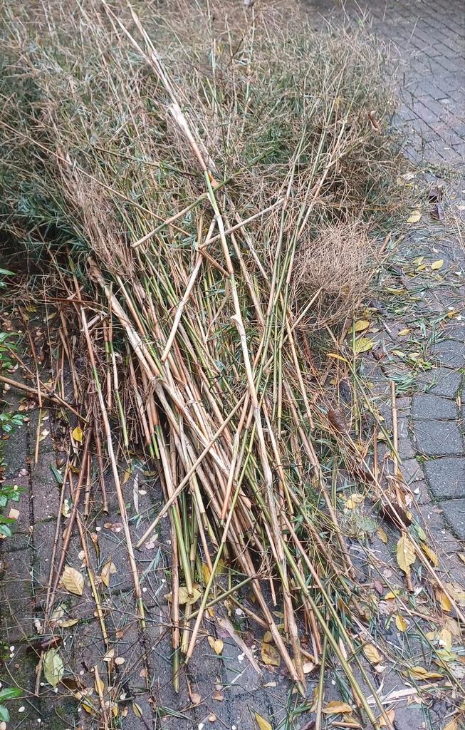 Gratis!! Bamboe stengels, Tuin en Terras, Palen, Balken en Planken, Gebruikt, Palen, 180 tot 250 cm, Ophalen
