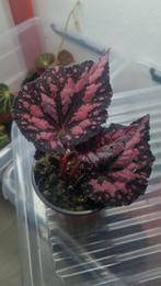 Begonia no id, In pot, Ophalen