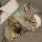 Lieve jonge leeuwenkop dwergkonijnen zoeken een huisje, Dieren en Toebehoren, Meerdere dieren, Dwerg, 0 tot 2 jaar