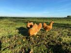Jonge Wyandotte kriel kippen buff kleur gesekst + ingeënt, Dieren en Toebehoren, Pluimvee, Vrouwelijk, Kip