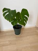 Monstera jong, Huis en Inrichting, Kamerplanten, Ophalen, Groenteplant, Halfschaduw, Minder dan 100 cm