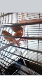 Koppel phaoe kanaries met kooie, Dieren en Toebehoren, Vogels | Kanaries, Meerdere dieren, Kleurkanarie