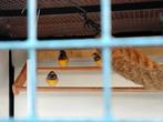 3 x goulamadiene, Dieren en Toebehoren, Vogels | Overige Vogels, Meerdere dieren, Tropenvogel