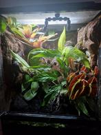 EXO Terra 60x45x45 terrarium incl. inhoud, Dieren en Toebehoren, Reptielen en Amfibieën | Toebehoren, Ophalen, Gebruikt, Terrarium of Paludarium