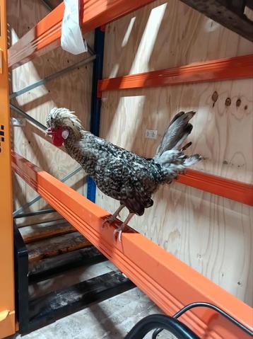 Jonge Hollandse  kuifhoen haan koekoek! beschikbaar voor biedingen