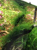 Aquariumplanten - Taxiphyllum Barbieri Javamos, Dieren en Toebehoren, Vissen | Aquaria en Toebehoren, Ophalen of Verzenden, Zo goed als nieuw