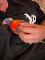 Lori blauwe bergen, Dieren en Toebehoren, Vogels | Parkieten en Papegaaien, Vrouwelijk, Papegaai, Tam