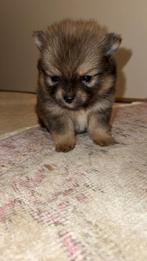Pomchi pups, Dieren en Toebehoren, Honden | Chihuahua's en Gezelschapshonden, Parvo, Overige rassen, 8 tot 15 weken, Meerdere