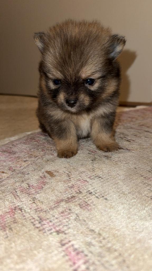 Pomchi pups, Dieren en Toebehoren, Honden | Chihuahua's en Gezelschapshonden, Meerdere dieren, Overige rassen, Particulier, Meerdere