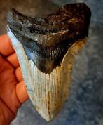 Megalodon Tand- USA- PATHO!! ORIGINEEL	11x7,7x2,3	cm, Verzamelen, Mineralen en Fossielen, Ophalen of Verzenden, Fossiel