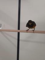 2-0 Zwartborst lijster, Dieren en Toebehoren, Vogels | Overige Vogels, Meerdere dieren, Tropenvogel, Geringd