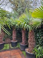 Palmboom, winterhard Trachycarpus Fortunei., Zomer, Volle zon, Ophalen of Verzenden, Palmboom