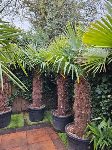 Palmboom, winterhard Trachycarpus Fortunei.