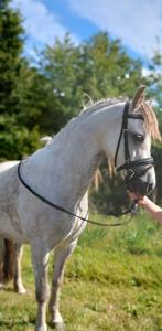A pony welsh merrie, Dieren en Toebehoren, Merrie, Minder dan 160 cm, Recreatiepaard
