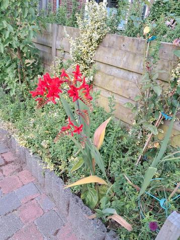 Crocosmia gratis of ruilen  beschikbaar voor biedingen