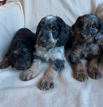Cockapoo puppy’s, CDV (hondenziekte), 8 tot 15 weken, Meerdere, Meerdere dieren