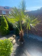 Palmboom zie beschrijving 95€, Tuin en Terras, Planten | Bomen, Ophalen of Verzenden, Volle zon, Palmboom, 100 tot 250 cm