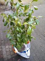 Laurier 1mtr hoog, Ophalen, Laurier, 100 tot 250 cm