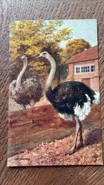 Dueren. Struisvogels., Verzamelen, Ophalen of Verzenden, Voor 1920, Ongelopen