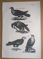Oude prent roofvogels, Verzamelen, Foto's en Prenten, Verzenden, 1960 tot 1980, Gebruikt