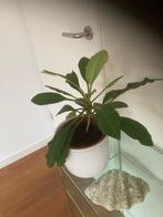 Madagascar jewel, Ophalen, Minder dan 100 cm