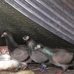 Erlauer hoogvliegers, Dieren en Toebehoren, Meerdere dieren, Overige soorten