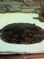 Potamotrygon hybride disc 25/30 cm, Dieren en Toebehoren, Vis, Zoetwatervis