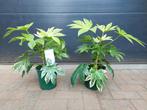 Fatsia Japonica 'Spiders Web' - Vingerplant H: 55 cm., Tuin en Terras, Planten | Tuinplanten, Vaste plant, Halfschaduw, Herfst