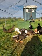 Krombek eenden te koop!, Dieren en Toebehoren, Pluimvee, Meerdere dieren, Eend