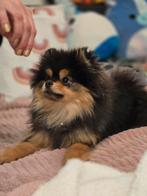 Dekreu pomeranian FCI stamboom(NIET TE KOOP!), Dieren en Toebehoren, Rabiës (hondsdolheid), Reu, 1 tot 2 jaar, Eén hond