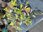 Hoya plantjes, Huis en Inrichting, Kamerplanten, Ophalen of Verzenden, Overige soorten, Minder dan 100 cm