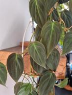 philodendron micans stek, Ophalen of Verzenden, Halfschaduw, Minder dan 100 cm